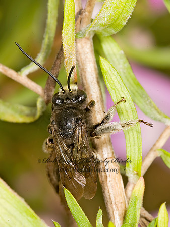 Melissodes bimaculatus  2-SPOTTED LONGHORN BEE 8017898 Mz