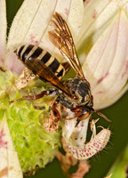 Epeolus scutellaris~ 8016803z