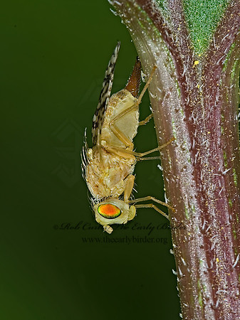 Euaresta festiva  FRUIT FLY 6013434z
