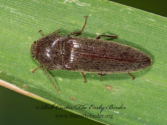 Melanotus 9003212z