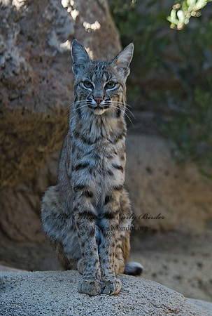 Lynx rufus  BOBCAT 5005743z