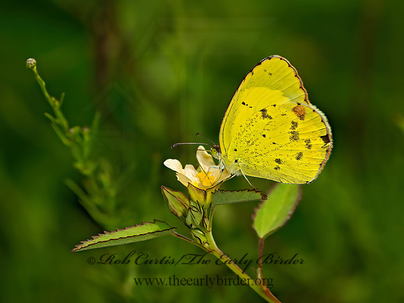 Pyrisitia lisa  LITTLE YELLOW 9049788z