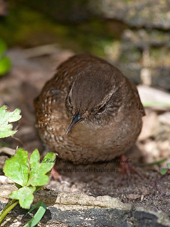 Troglodytes hiemalis  WINTER WREN 8033918z
