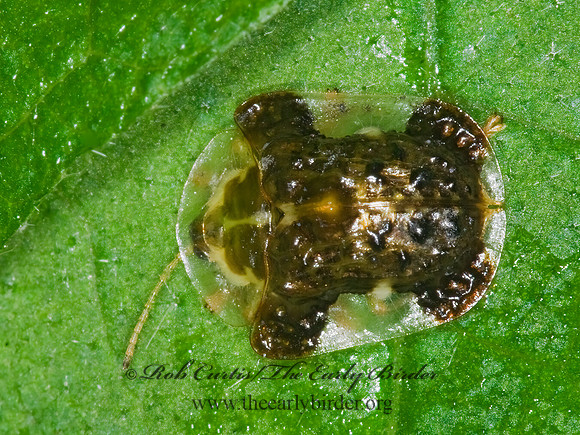 Plagiometriona clavata 6013121z