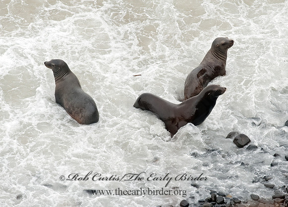 Zalophus californianus  CALIFORNIA SEA LION 8019633z