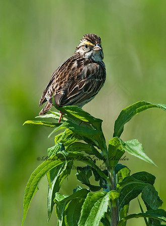 Passerculus sandwichensis  SAVANNAH SPARROW 3008433z