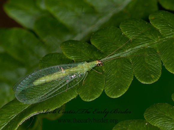 Chrysopa oculata GOLDEN-EYED LACEWING 3013729