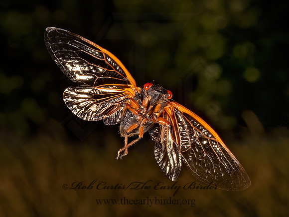 Magicicada cassinii CASSIN'S CICADA 9089379z
