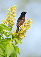 Icterus spurius ORCHARD ORIOLE 9044892z