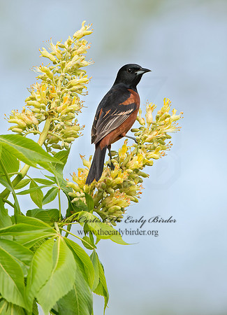 Icterus spurius  ORCHARD ORIOLE 9044892z