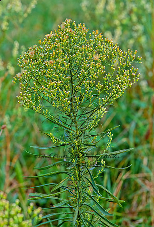 Erigeron canadensis  HORSEWEED 244433z