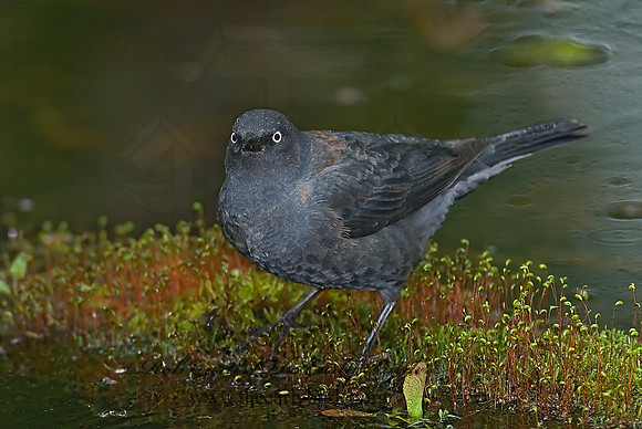Euphagus carolinus  RUSTY BLACKBIRD 6005690z