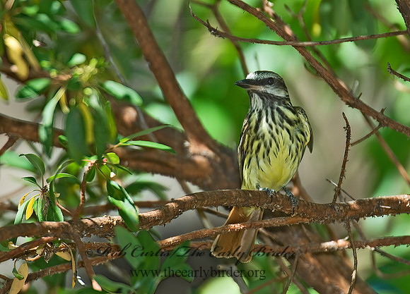 Myiodynastes luteiventris  SULPHUR-BELLIED FLYCATCHER 7007948z