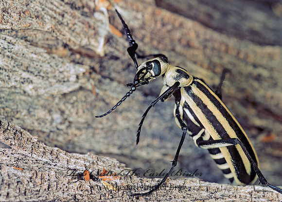 Epicauta atrivittata 72209z