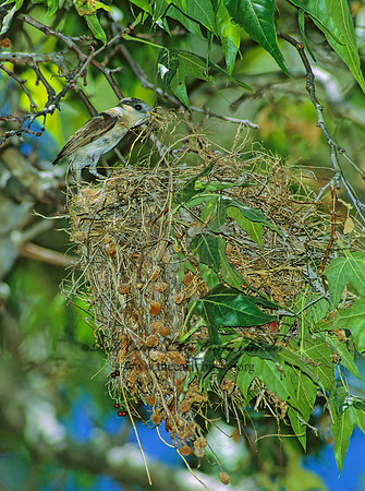 Pachyramphus aglaiae  ROSE-THROATED BECARD 95010z