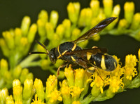 Leucospis affinis 5013174z