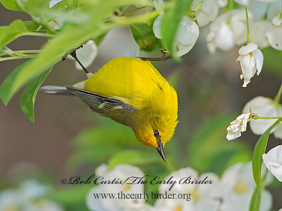 Vermivora cyanoptera  BLUE-WINGED WARBLER 9029596z