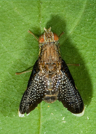 Eutreta caliptera FRUIT FLY 5000818 z