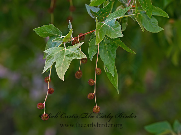 Plantanus racemosa  WESTERN SYCAMORE  8036516z