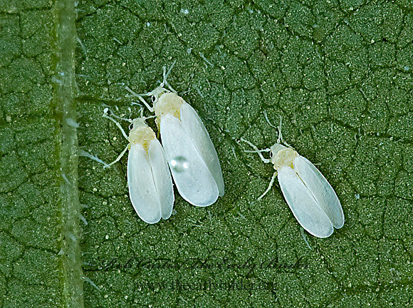 Aleyrodidae  WHITEFLY 5016634z