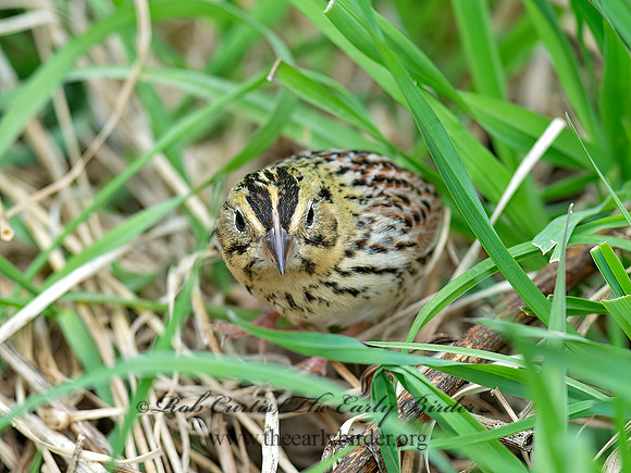 Centronyx henslowii  HENSLOW'S SPARROW 9062957z