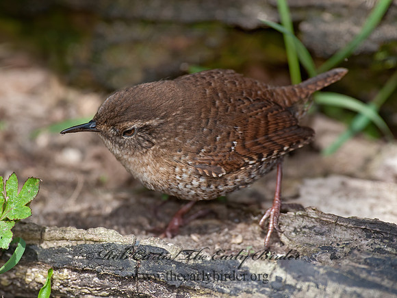 Troglodytes hiemalis  WINTER WREN 8033936z