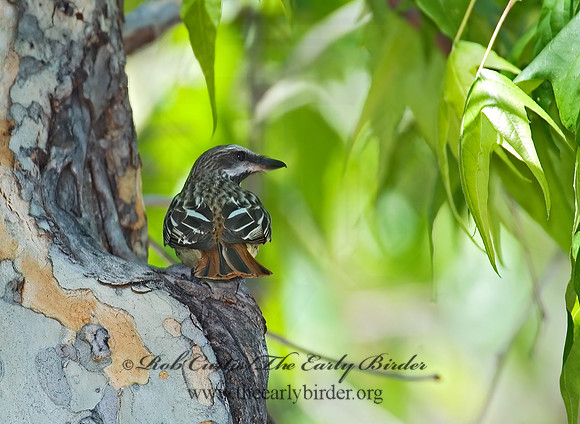 Myiodynastes luteiventris  SULPHUR-BELLIED FLYCATCHER 7007952-2z