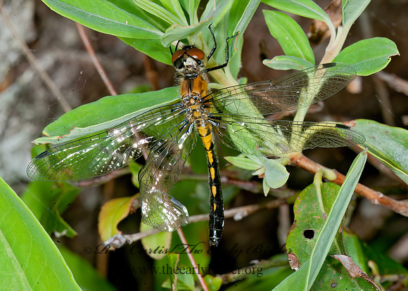Leucorrhinia frigida FROSTED WHITEFACE 8034516z