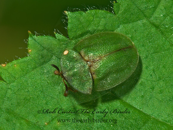 Cassida rubiginosa 4003325z
