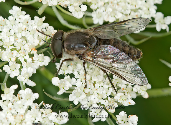 Stonemyia rasa HORSE FLY 9013728z