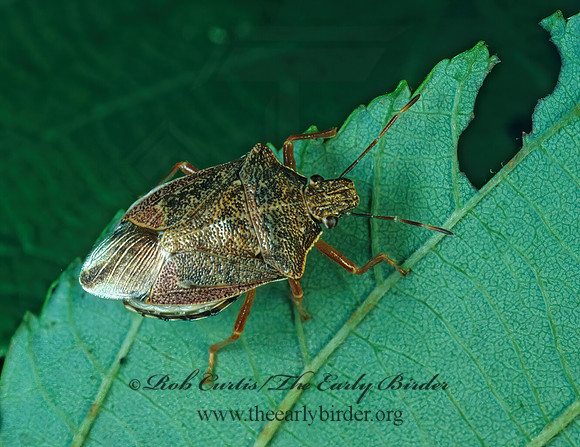 Podisus  176909z