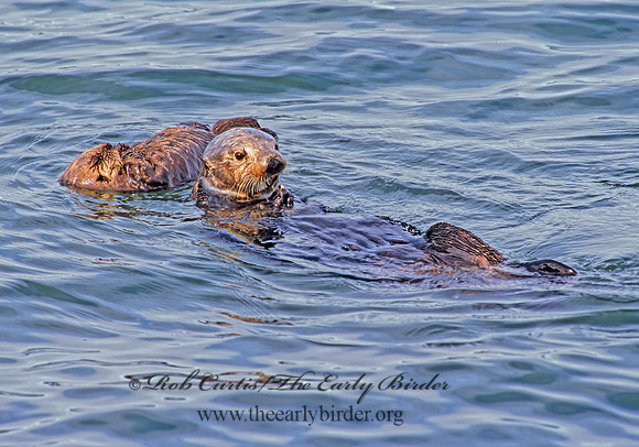 Enhydra lutris kenyoni  NORTHERN SEA OTTER 225412 z