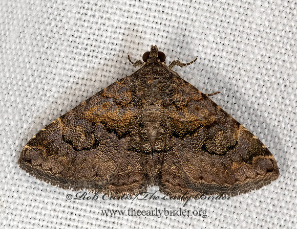 Eubolina impartialis  OMOPTERINI EREBID MOTH 3030744z
