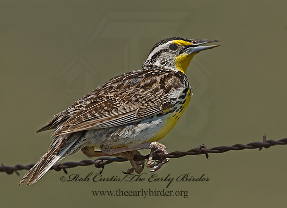 Sturnella neglecta  WESTERN MEADOWLARK 7011365