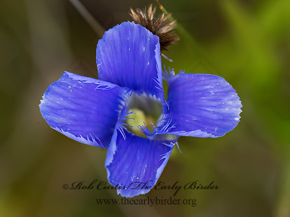 Gentiana crinita  FRINGED GENTIAN 9041889z