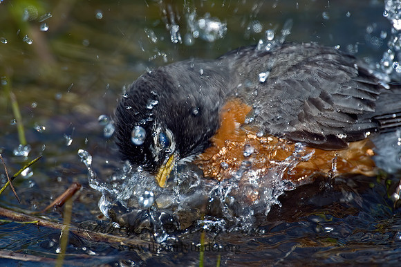 Turdus migratorius  AMERICAN ROBIN 5006811z