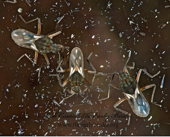 Microvelia signata  SMALLER WATER STRIDER 6026194z
