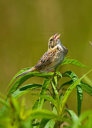 Centronyx henslowii  HENSLOW'S SPARROW 8005558z