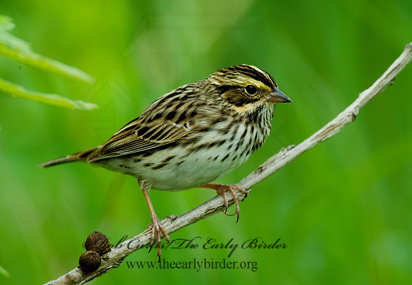 Passerculus sandwichensis  SAVANNAH SPARROW 4000854 z
