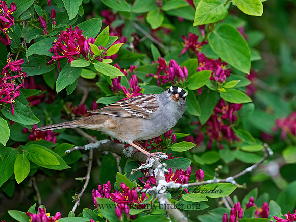 Zonotrichia leucophrys  WHITE-CROWNED SPARROW 9045405z