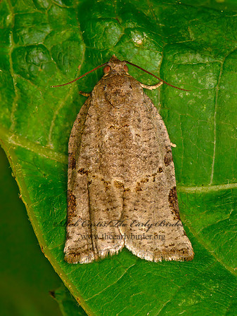Archips grisea  GRAY ARCHIP MOTH 3021820z
