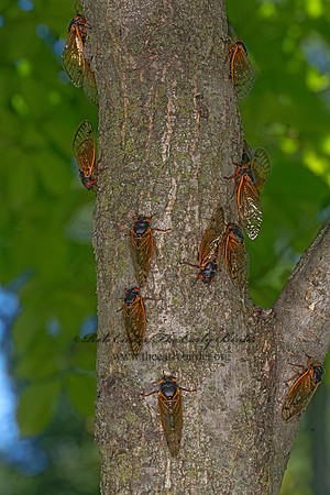 Magicicada cassinii CASSINI'S 17-YEAR CICADA 3043606z-