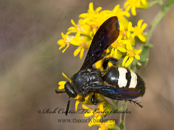 Scolia bicincta  DOUBLE-BANDED SCOLIID9051754z