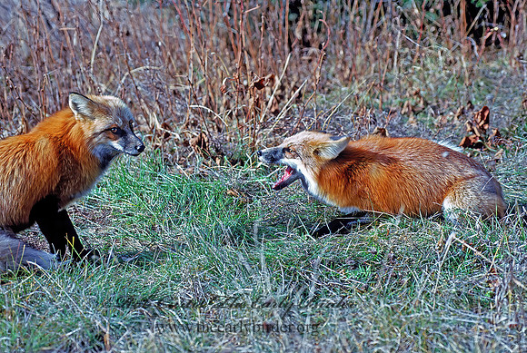 Vulpes vulpes  RED FOX 62313z