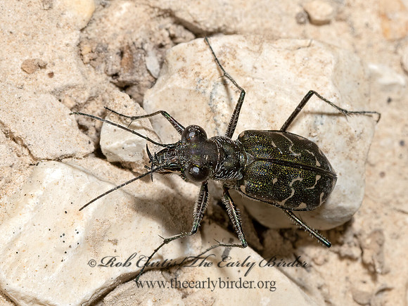 Cicindelidia trifasciata ascendens  S-BANDED TIGER BEETLE 3039343z