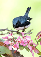 Setophaga caerulescens BLACK-THROATED BLUE WARBLER 9045085z