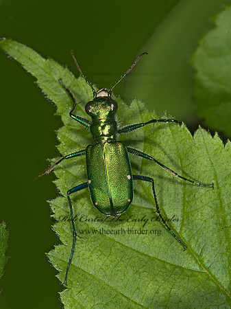 Cicindela sexguttata 8014595z