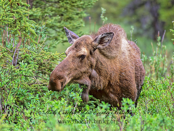 Alces alces  MOOSE 240036z