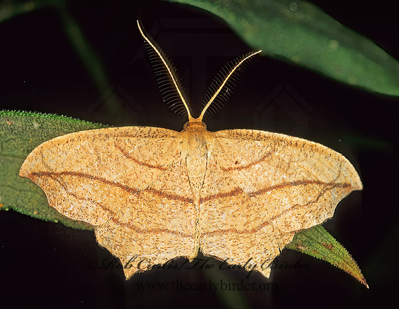 Timandra amaturaria CROSS-LINED WAVE 285415z