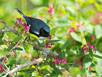 Setophaga caerulescens BLACK-THROATED BLUE WARBLER 9038291z